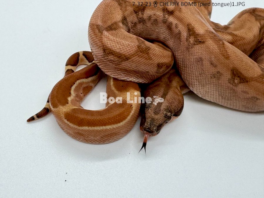 CHERRY BOMB (pied tongue)
